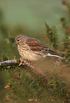 Linnet (Carduelis / Acanthis cannabina) female carrying hair in bill for nesting material, West Yorkshire, England, May