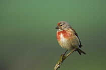Linnet (Cardeulis cannabina) male perched, West Yorkshire, England, May