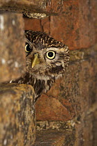 Little owl (Athene noctua) looking out of typical nest-hole in wall, captive, Gloucestershire, England, April