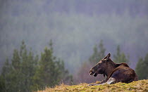 Moose (Alces alces) lying in rain, Norway, April