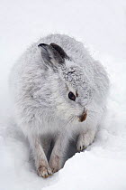 Mountain hare (Lepus timidus) in a snow-hole, Cairngorms National Park, Scotland, January