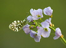 Orange-tip butterfly (Anthocharis cardamines) perched on cuckooflower, West Yorkshire, England, June