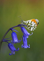 Orange-tip butterfly (Anthocharis cardamines) male perched on bluebell, West Yorkshire, England