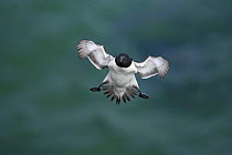 Razorbill (Alca torda) breaking in flight, Saltee Islands, County Wexford, Republic of Ireland, May