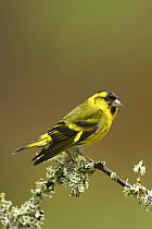 Siskin (Cardeulis spinus) male with wings drooped, stood on twig, Cairngorms National Park, Scotland, April