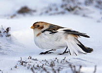 Snow bunting (Plectrophenax nivalis) in winter on Cairngorms, stretching, Scotland, January 2008