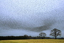Common starling (Sturnus vulgaris) flocking prior to roosting, Scotland, January 2009