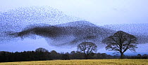 Common starling (Sturnus vulgaris) flocking prior to roosting, Scotland, January 2009
