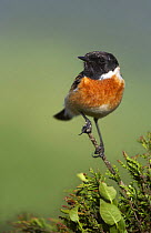 Stonechat (Saxicola rubicola) male on heather, West Yorkshire, England, May