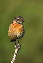 Stonechat (Saxicola rubicola) female perched on top of twig in evening light, West Yorkshire, England, May
