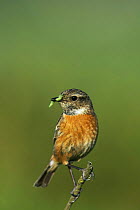 Stonechat (Saxicola rubicola) female with caterpillar, West Yorkshire, England, May