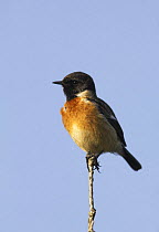 Stonechat (Saxicola rubicola) male on top of twig, West Yorkshire, England, May