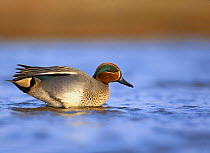 Common teal (Anas crecca) male stood in shallow water, Norfolk, January