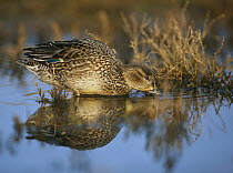 Common teal (Anas crecca) female stood in shallow water, Norfolk, England, January