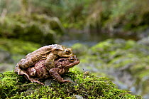 Common european toad (Bufo Bufo) pair in amplexus traveling back to breeding pond, Wales, UK