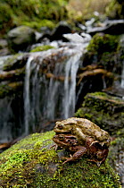 Common european toad (Bufo Bufo) pair in amplexus traveling back to breeding pond, Wales, UK