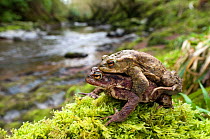 Common european toad (Bufo Bufo) pair in amplexus traveling back to breeding pond along upland stream, Wales, UK