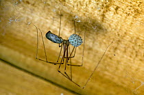 Daddy longlegs spider (Pholcus phalangioides) carrying egg sac, inside garden shed, Hertfordshire, England, UK