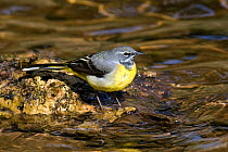 Grey Wagtail (Motacilla cinerea) perched on tree root in water, Wales, UK