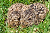 Two European hare (Lepus europaeus) leverets in grass, Surrey, England, UK