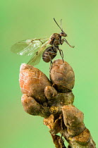 Oak marble gall wasp (Andricus kollari) about to take flight from oak bud, early spring, Captive, UK