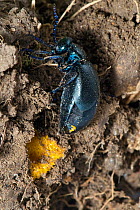 Oil beetle (Meloe violaceus) laying eggs in crack in earth, Wales, UK