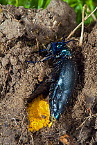 Oil beetle (Meloe violaceus) laying eggs in crack in earth, Wales, UK