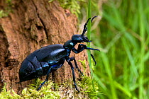 Oil beetle (Meloe violaceus) feeding on grass, Wales, UK