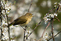 Chiffchaff (Phylloscopus collybita) in full song among Blackthorn (Prunus spinosa) blossom, Hertfordshire, England, UK.
