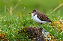 Common sandpiper (Actitis hypoleucos) perched on rock, Upper Teesdale, Co Durham, England, UK.