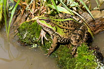 European edible frog (Rana esculenta) on mossy tree root by pond, West Sussex, England, UK.