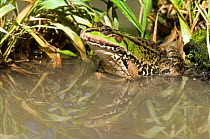 European edible frog (Rana esculenta) in shallow water on edge of pond, West Sussex, England, UK.