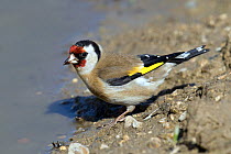 Goldfinch (Carduelis carduelis) coming down to drink from muddy farm puddle, Hertfordshire, England, UK.