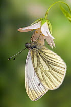 Green veined white butterfly (Pieris napi) captive, on flower of Greater stitchwort (Stellaria holostea), UK.
