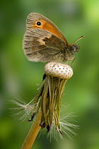 Small heath butterfly (Coenonympha pamphilus) on Dandelion (Taraxacum sp) seed head, captive, UK.