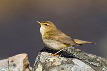 Willow warbler (Phylloscopus trochilus) perched on dry stone wall, Upper Teesdale, Co Durham, England, UK.