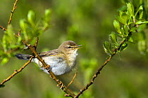Willow warbler (Phylloscopus trochilus) singing from Willow tree (Salix sp.), Upper Teesdale, Co Durham, England, UK.