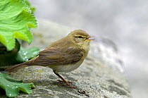 Willow warbler (Phylloscopus trochilus) singing on wall in garden, Upper Teesdale, Co Durham, England, UK.