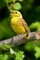 Yellowhammer (Emberiza citrinella), male singing from dead Elm in hedgerow, Hertfordshire, England, UK.