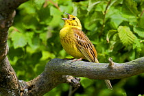Yellowhammer (Emberiza citrinella) male singing from dead Elm in hedgerow, Hertfordshire, England, UK.