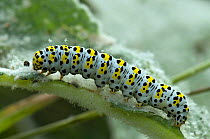 Mullein moth (Cucullia verbasci) caterpillar feeding on Great mullein / Aaron's rod (Verbascum thapsus), Hertfordshire, England, UK.