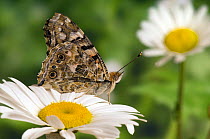 Painted lady butterfly (Vanessa cardui), spring migrant on Oxeye daisy / Marguerite (Leucanthemum vulgare), Hertfordshire, England, UK.