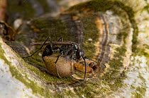 Spider hunting wasp (Auplopus carbonarius), a rare species confined to southern England, removing legs from sac spider (Clubionidae sp) West Sussex, England, UK.