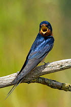 Barn swallow (Hirundo rustica) in full song on dead Elm twig, Hertfordshire, England, UK.