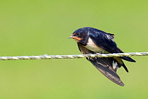 Barn swallow (Hirundo rustica) juvenile perched on wire, stretching wing, Hertfordshire, England, UK.