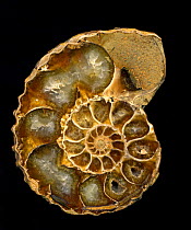 Cross section through Fossil ammonite - polished section.