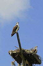 Osprey (Pandion haliaetus), pair perched on artificial nesting platform, Florida, USA.