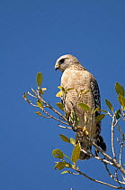 Red-shouldered hawk (Buteo lineatus), perched in a tree, Ding Darling Nature Reserve, Sanibel Island, Florida, USA.