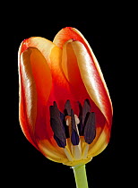 Cross section through tulip (Tulipa sp.) showing stamens and other structures, UK