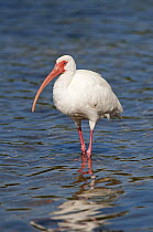 White ibis (Eudocimus albus) standing in shallow water, Florida, USA